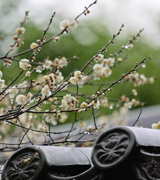 屋檐旁挂着雨滴的梅花特写竖屏