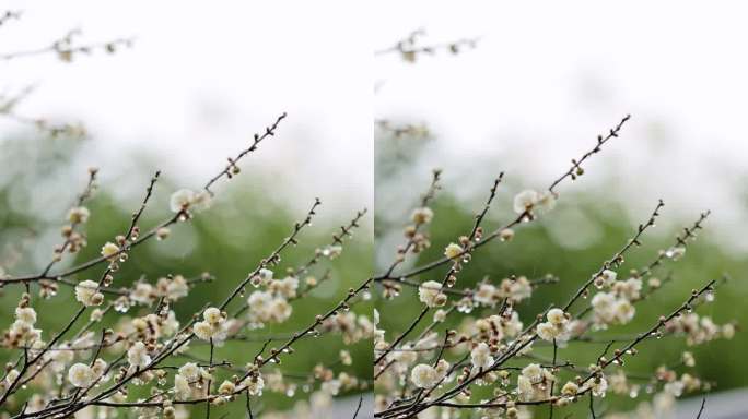 屋檐旁挂着雨滴的梅花特写竖屏