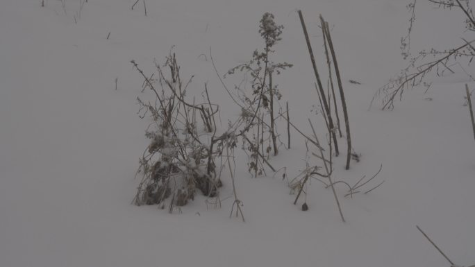 4K索尼slog2北方草地冬天下雪视频