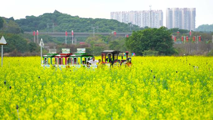 4K光明小镇花海小火车