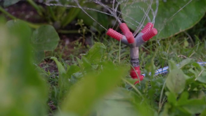 一个塑料洒水器在花园里给菜地浇水的慢镜头。