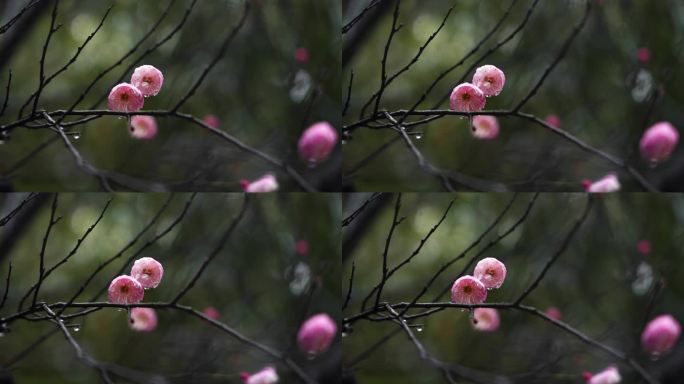 春雨中的粉色梅花