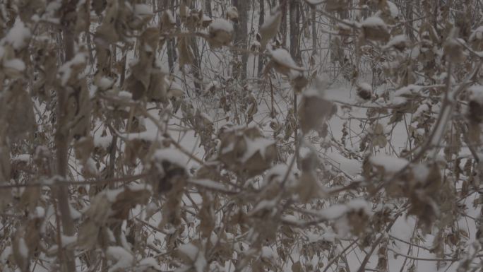 棉花花柴4Kslog2北方冬天下雪视频