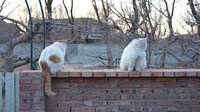 墙头上的两只流浪猫