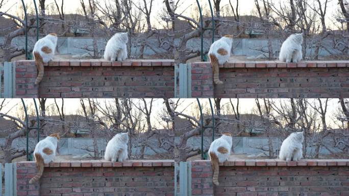 墙头上的两只流浪猫