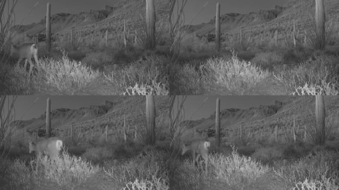 白尾鹿，跟踪摄像头拍摄，亚利桑那州