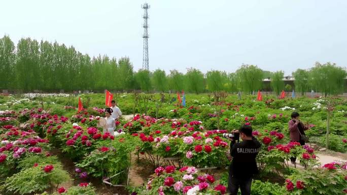 牡丹园 芍药 大面积种植 菏泽 牡丹花