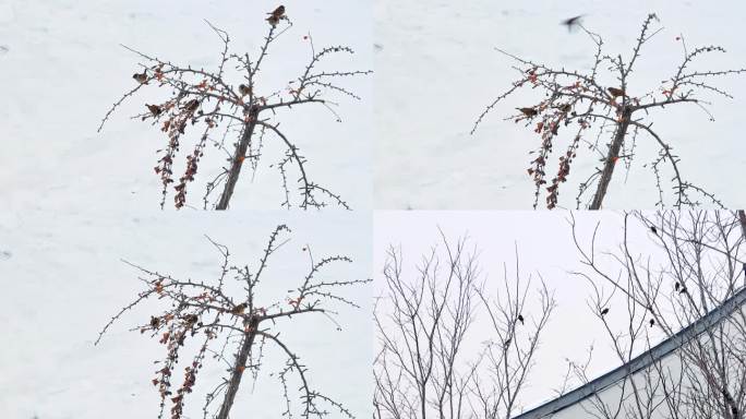 雪地里的麻雀