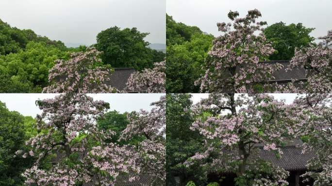 航拍杭州中兴东岳庙内开花的古楸树