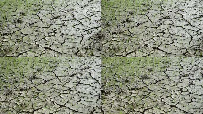 干旱导致农田土壤开裂。