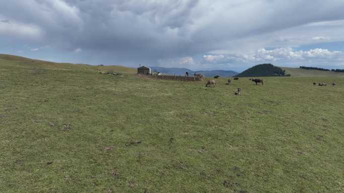 辽阔壮美的大草原高山草场新疆