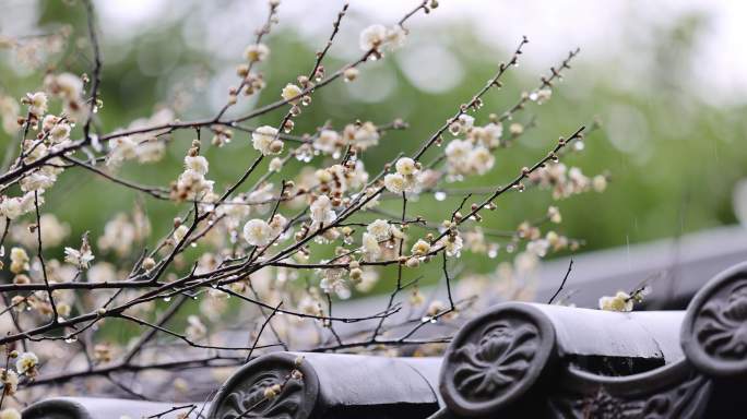 屋檐旁挂着雨滴的梅花特写