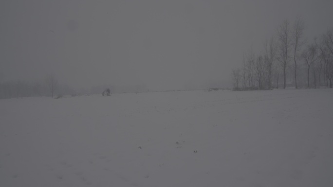4K索尼slog2北方麦田冬天下雪视频