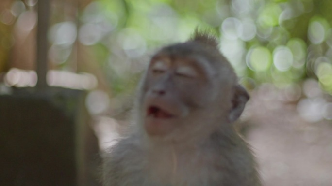 一只小猴子吃东西的特写镜头。电影猴，猴宝宝，100mm镜头