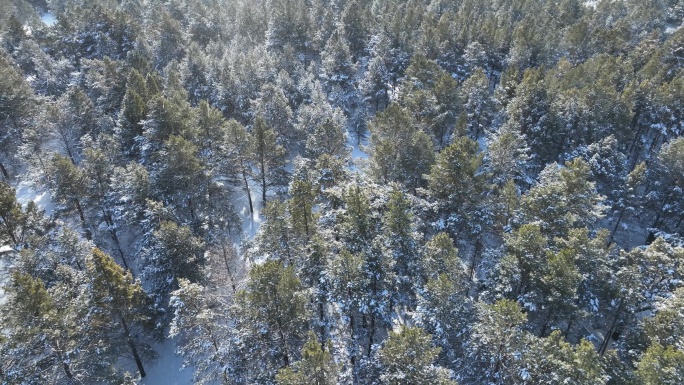 下雪时的绿色樟子松松林航拍