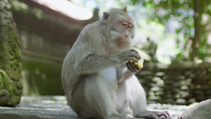 巴厘猕猴在大热天享用下午点心。