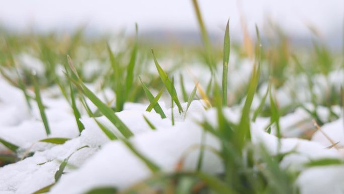 小麦雪景 冬小麦苗积雪 小草雪景