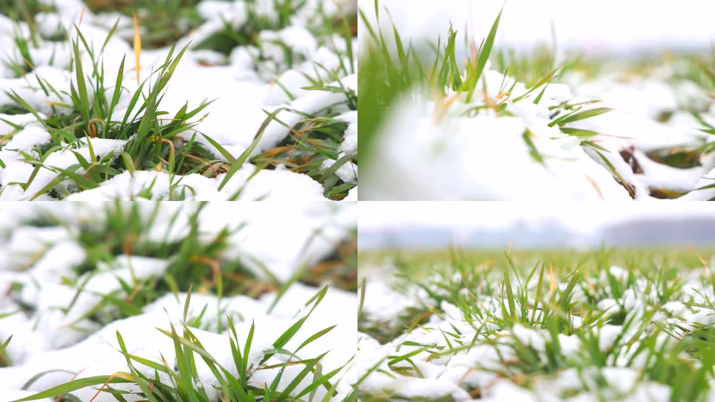 小麦雪景 冬小麦苗积雪 小草雪景