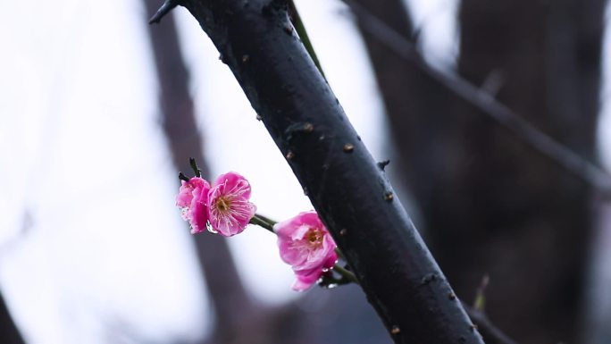 雪中梅花 雨中腊梅花 红色腊梅 0993