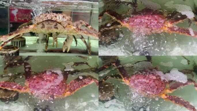4K超市海鲜螃蟹帝王蟹珍宝蟹实拍