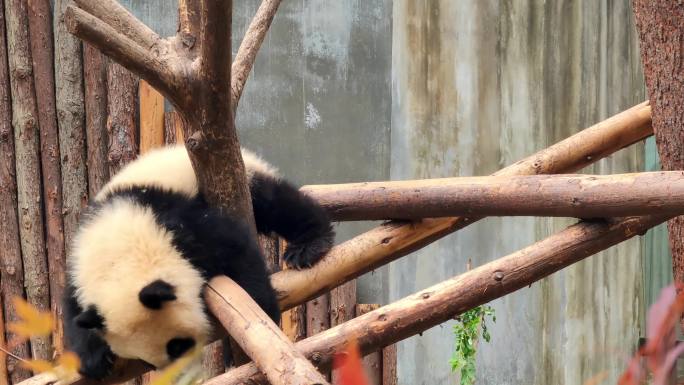 成都大熊猫繁育研究基地爬树的小熊猫