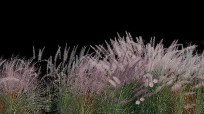 8k宽屏 透明通道 芦苇群