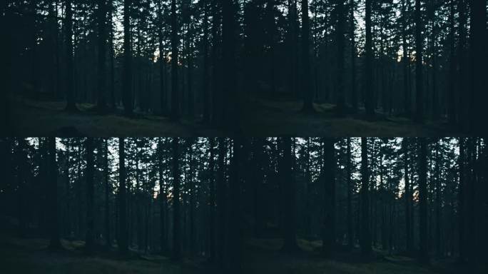 在黄昏宁静的森林里拍摄树木