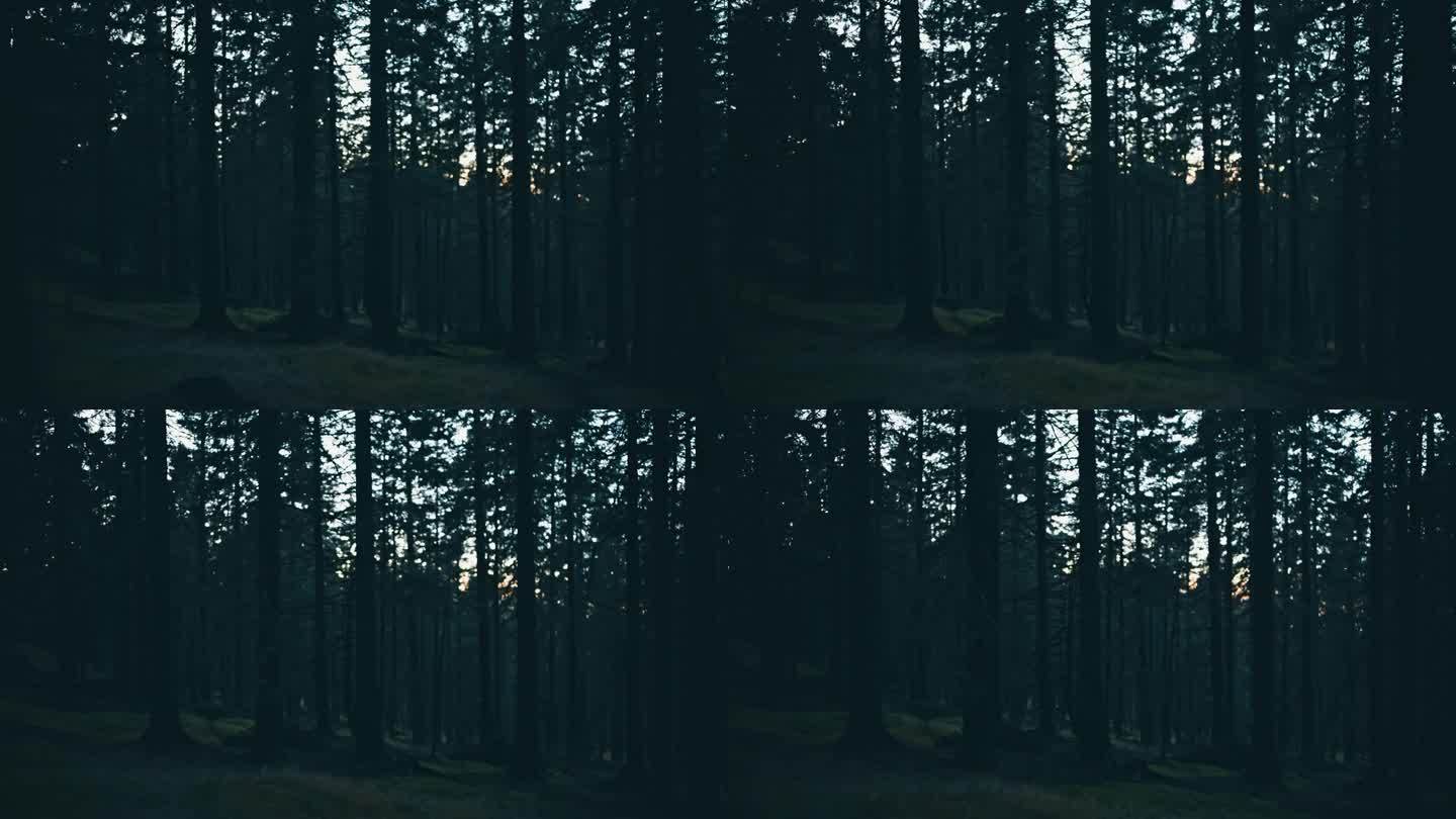 在黄昏宁静的森林里拍摄树木