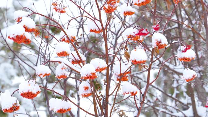 花楸果  面果  山里红