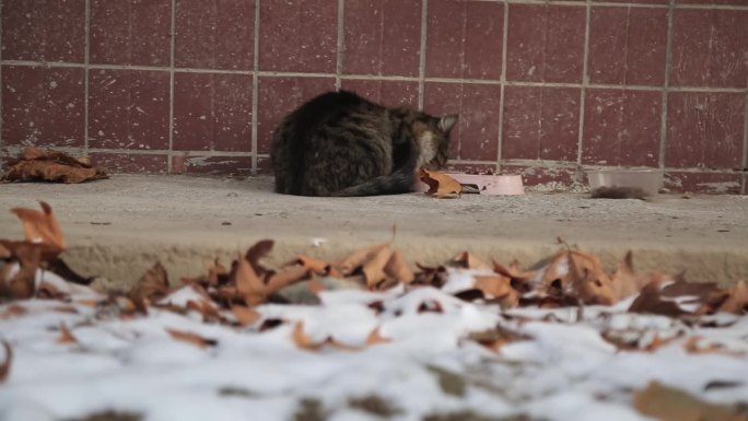 猫在雪堆和秋叶间靠在墙边取暖。