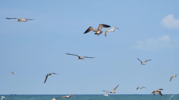海鸥飞翔 布鲁维斯号威海旅游