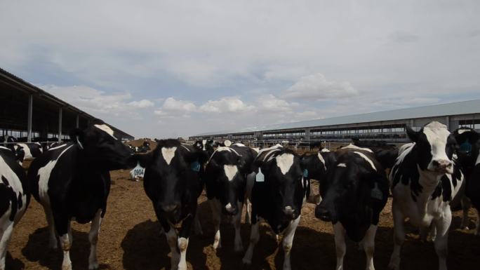 畜牧业奶牛养殖工厂现代化科技牛奶养殖牧场