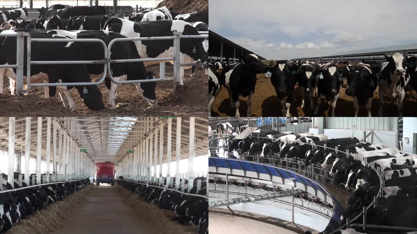 畜牧业奶牛养殖工厂现代化科技牛奶养殖牧场