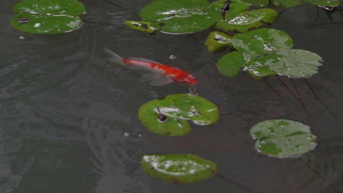 江南园林下雨屋檐意境