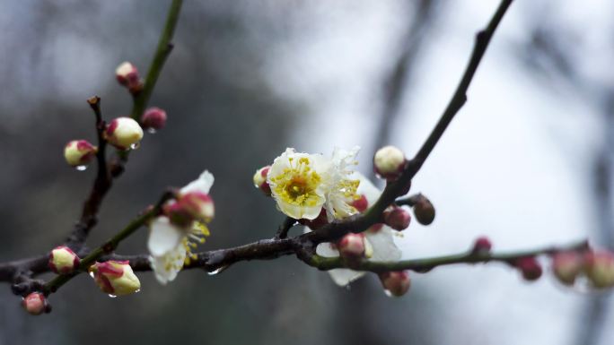 春天雨中的梅花花朵