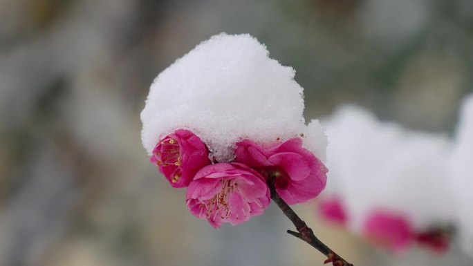 红梅花迎雪绽放