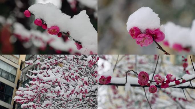 红梅花迎雪绽放