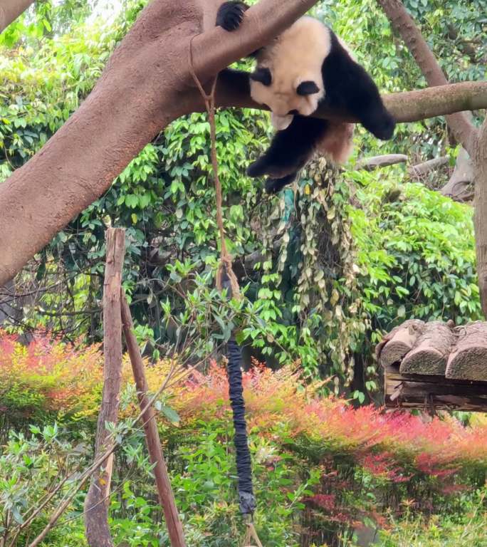成都大熊猫繁育研究基地玩耍的小熊猫