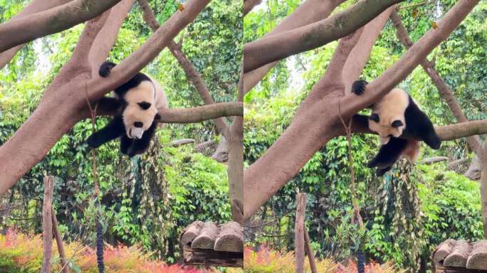 成都大熊猫繁育研究基地玩耍的小熊猫
