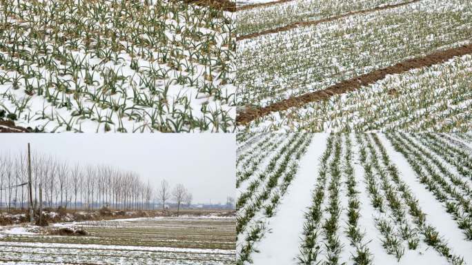 雪地麦苗 瑞雪兆丰年 村庄田地冬小麦