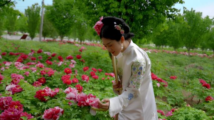 格格赏花 牡丹园 牡丹花 模特 菏泽牡丹