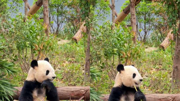 成都大熊猫繁育研究基地吃竹子的大熊猫