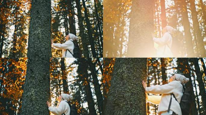 慢镜头:好奇的女徒步者抬头望着秋天森林里的树干