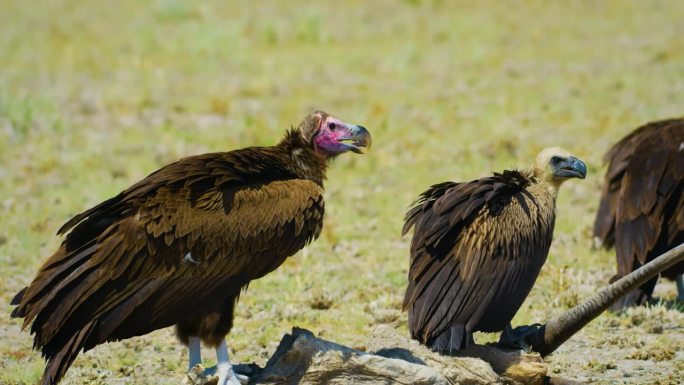 垂面秃鹫是一个非常大的物种，是其范围内最长和最大的有翼秃鹫，仅次于近亲灰质秃鹫