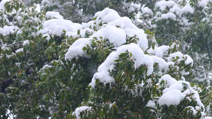 4K长沙雪景长沙暴雪空镜4