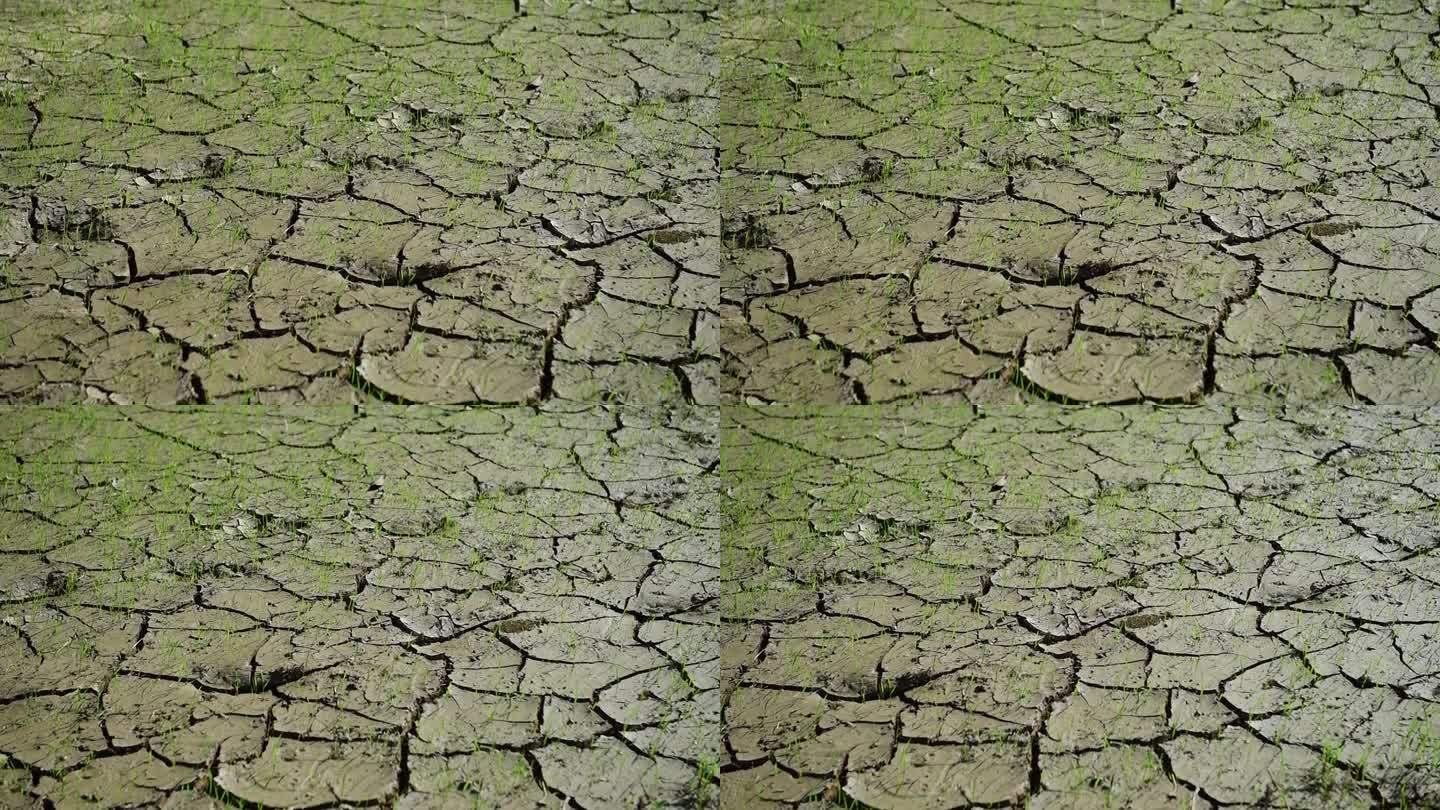 干旱导致农田土壤开裂。