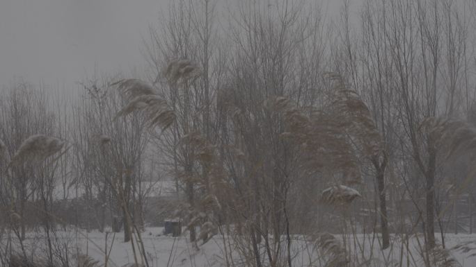 4Kslog2北方河边芦苇冬天下雪视频