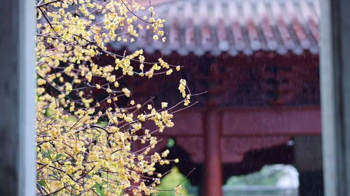 杭州钱王祠古风建筑腊梅唯美雨天