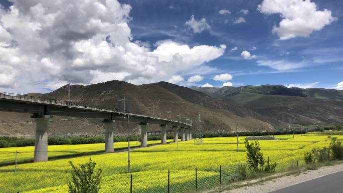 夏日油菜花田和拉林铁路