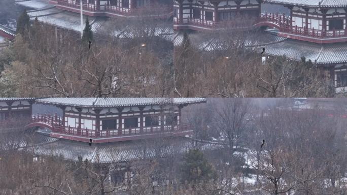 西安地标青龙寺古建筑景区文旅宣传雪景航拍